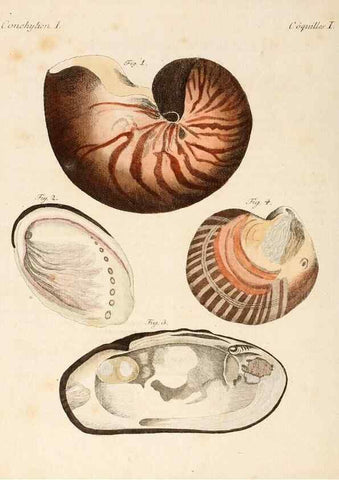 Reproducción/Reproduction 6856613442: Porte-feuille instructif et amusant pour la jeunesse :. Àvienne,Chez Antoine Pichler,1807.