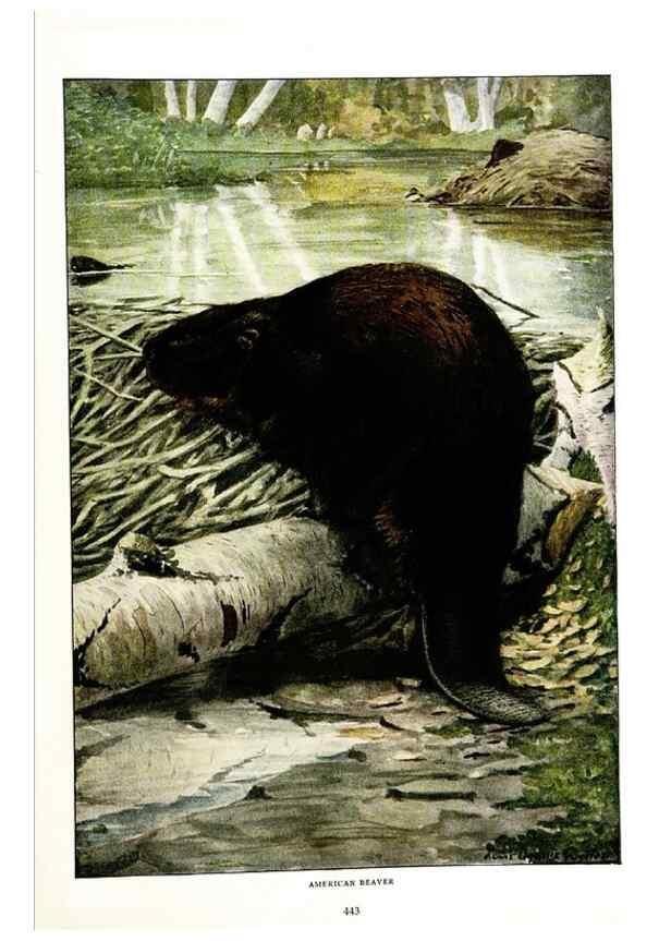 Reproducción/Reproduction 6871387314: The larger North American mammals.. Washington,National Geographic Society,1916.
