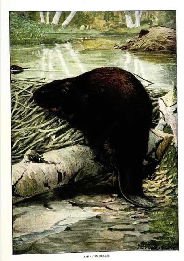 Reproducción/Reproduction 6871387314: The larger North American mammals.. Washington,National Geographic Society,1916.