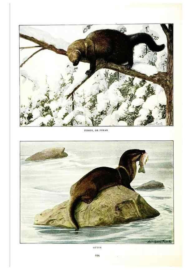 Reproducción/Reproduction 7017495103: The larger North American mammals.. Washington,National Geographic Society,1916.