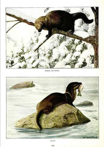 Reproducción/Reproduction 7017495103: The larger North American mammals.. Washington,National Geographic Society,1916.