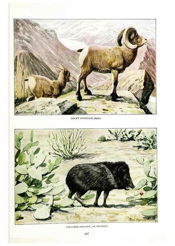 Reproducción/Reproduction 6871388882: The larger North American mammals.. Washington,National Geographic Society,1916.