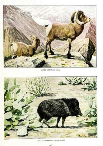 Reproducción/Reproduction 6871388882: The larger North American mammals.. Washington,National Geographic Society,1916.
