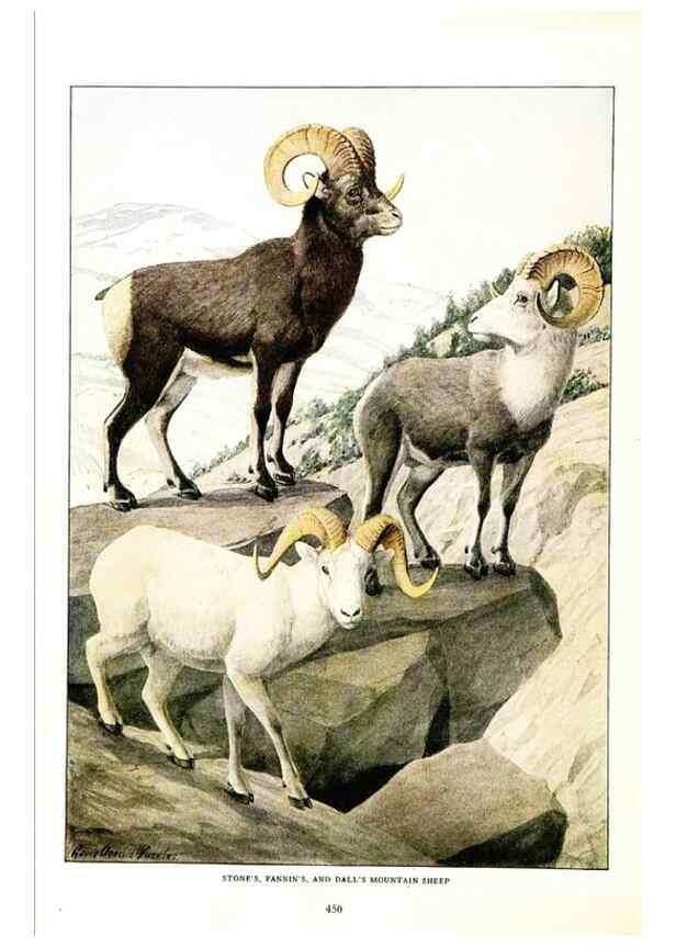 Reproducción/Reproduction 7017496649: The larger North American mammals.. Washington,National Geographic Society,1916.