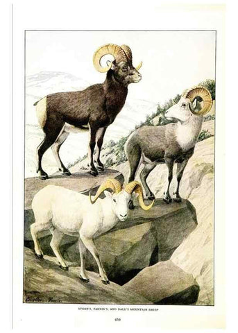 Reproducción/Reproduction 7017496649: The larger North American mammals.. Washington,National Geographic Society,1916.