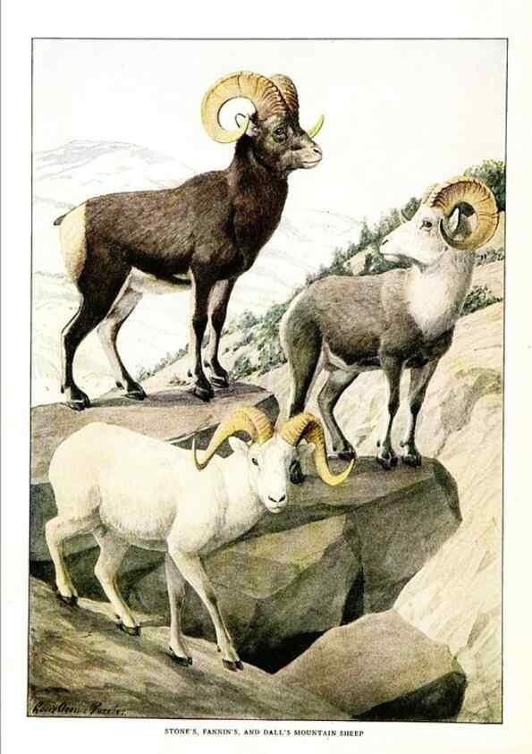 Reproducción/Reproduction 7017496649: The larger North American mammals.. Washington,National Geographic Society,1916.