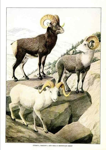 Reproducción/Reproduction 7017496649: The larger North American mammals.. Washington,National Geographic Society,1916.
