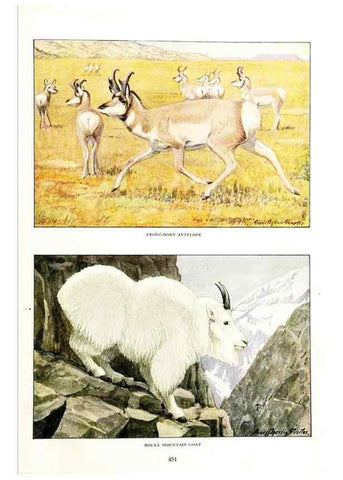 Reproducción/Reproduction 6871390394: The larger North American mammals.. Washington,National Geographic Society,1916.