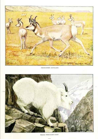 Reproducción/Reproduction 6871390394: The larger North American mammals.. Washington,National Geographic Society,1916.
