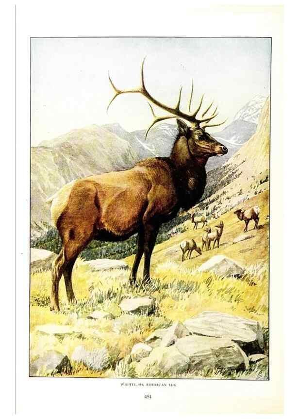 Reproducción/Reproduction 6871391120: The larger North American mammals.. Washington,National Geographic Society,1916.