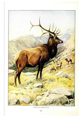 Reproducción/Reproduction 6871391120: The larger North American mammals.. Washington,National Geographic Society,1916.