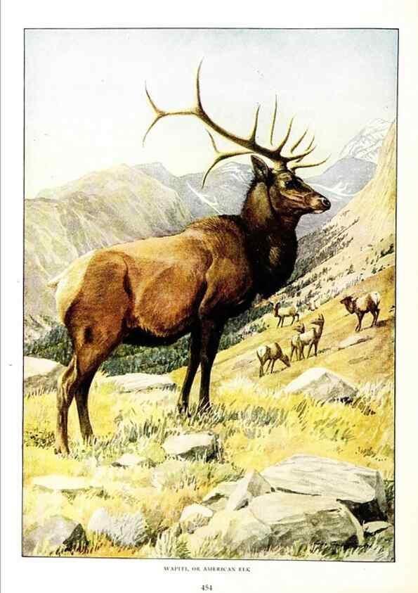 Reproducción/Reproduction 6871391120: The larger North American mammals.. Washington,National Geographic Society,1916.