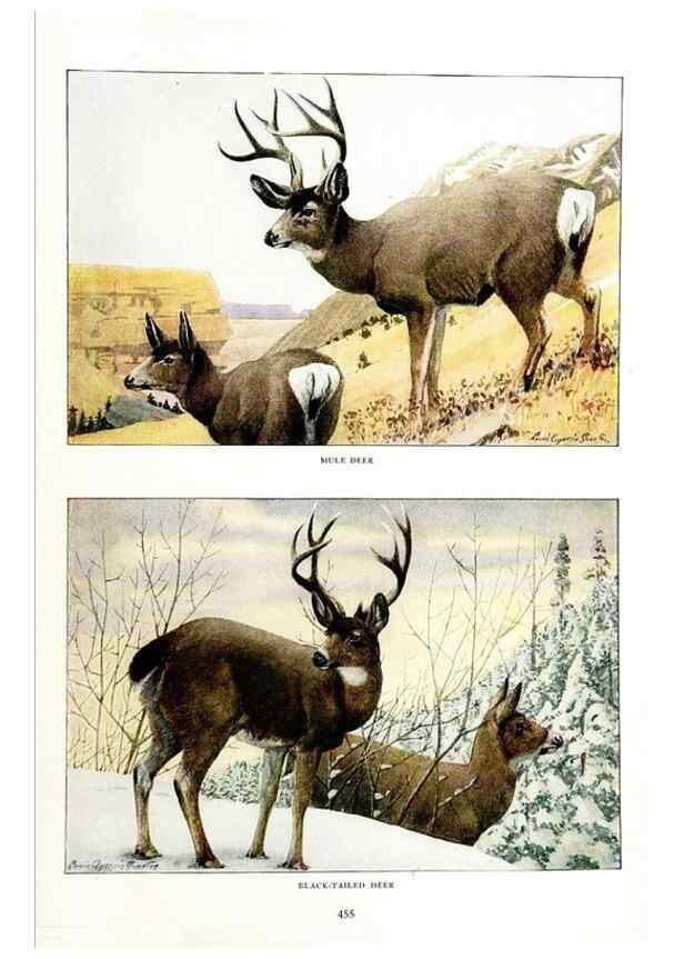 Reproducción/Reproduction 7017498703: The larger North American mammals.. Washington,National Geographic Society,1916.
