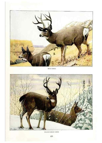 Reproducción/Reproduction 7017498703: The larger North American mammals.. Washington,National Geographic Society,1916.