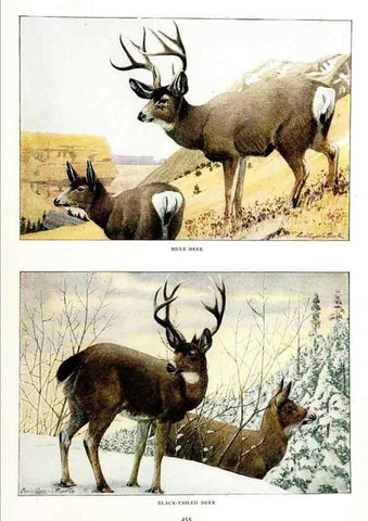 Reproducción/Reproduction 7017498703: The larger North American mammals.. Washington,National Geographic Society,1916.