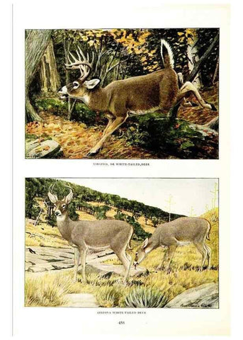 Reproducción/Reproduction 6871392586: The larger North American mammals.. Washington,National Geographic Society,1916.