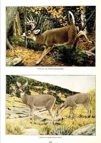 Reproducción/Reproduction 6871392586: The larger North American mammals.. Washington,National Geographic Society,1916.