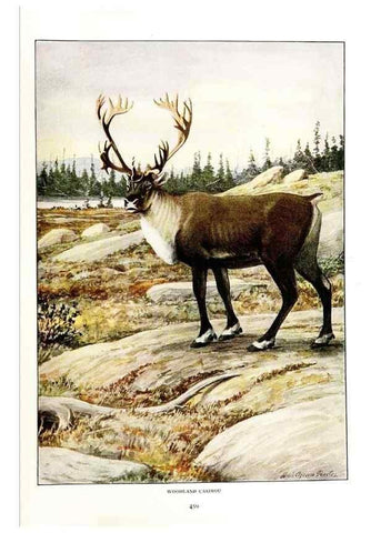 Reproducción/Reproduction 6871393390: The larger North American mammals.. Washington,National Geographic Society,1916.