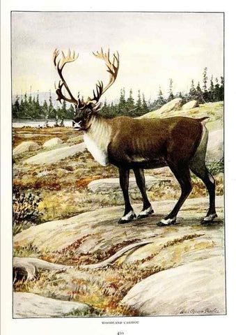Reproducción/Reproduction 6871393390: The larger North American mammals.. Washington,National Geographic Society,1916.