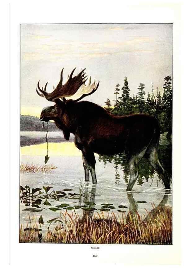 Reproducción/Reproduction 7017501053: The larger North American mammals.. Washington,National Geographic Society,1916.