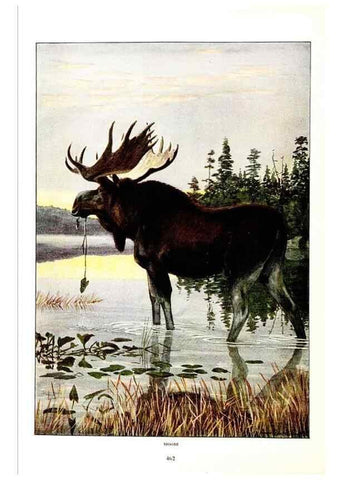 Reproducción/Reproduction 7017501053: The larger North American mammals.. Washington,National Geographic Society,1916.