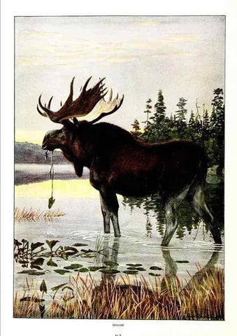 Reproducción/Reproduction 7017501053: The larger North American mammals.. Washington,National Geographic Society,1916.