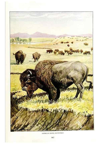 Reproducción/Reproduction 7017501795: The larger North American mammals.. Washington,National Geographic Society,1916.