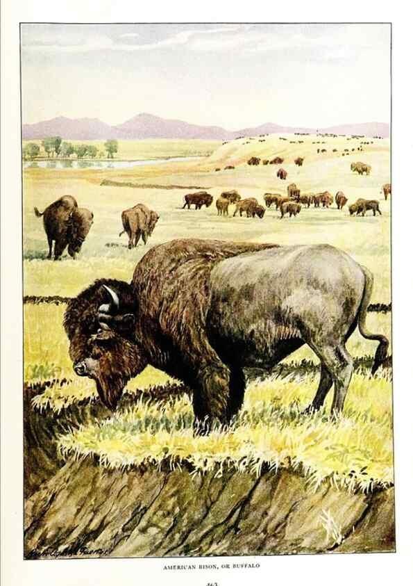 Reproducción/Reproduction 7017501795: The larger North American mammals.. Washington,National Geographic Society,1916.