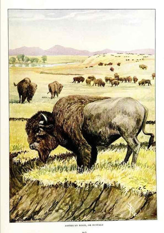 Reproducción/Reproduction 7017501795: The larger North American mammals.. Washington,National Geographic Society,1916.