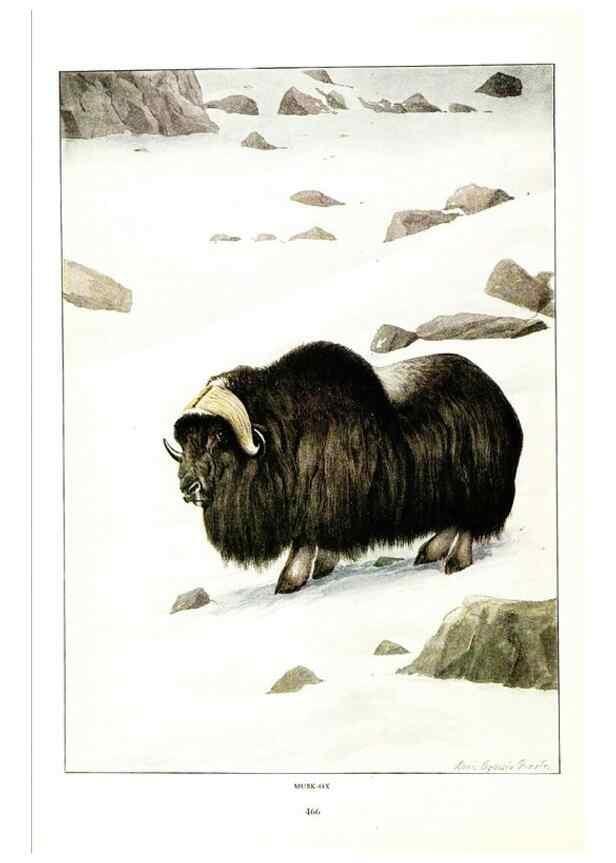 Reproducción/Reproduction 7017502471: The larger North American mammals.. Washington,National Geographic Society,1916.