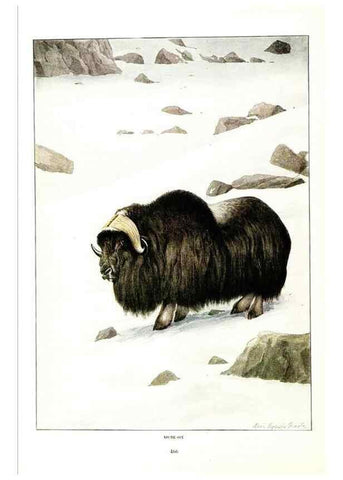 Reproducción/Reproduction 7017502471: The larger North American mammals.. Washington,National Geographic Society,1916.