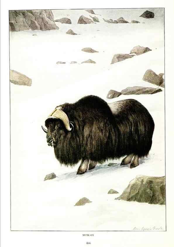 Reproducción/Reproduction 7017502471: The larger North American mammals.. Washington,National Geographic Society,1916.