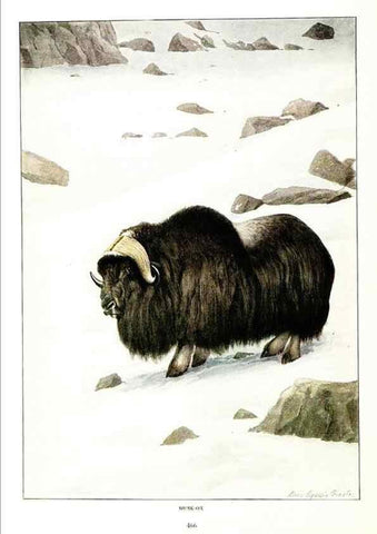 Reproducción/Reproduction 7017502471: The larger North American mammals.. Washington,National Geographic Society,1916.