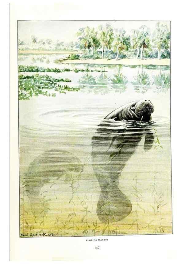 Reproducción/Reproduction 6871396228: The larger North American mammals.. Washington,National Geographic Society,1916.