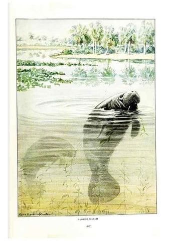 Reproducción/Reproduction 6871396228: The larger North American mammals.. Washington,National Geographic Society,1916.