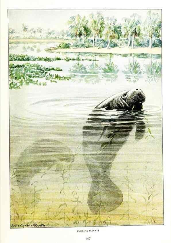 Reproducción/Reproduction 6871396228: The larger North American mammals.. Washington,National Geographic Society,1916.