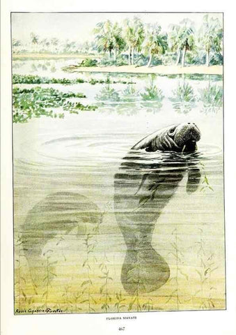Reproducción/Reproduction 6871396228: The larger North American mammals.. Washington,National Geographic Society,1916.