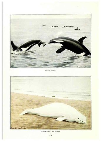 Reproducción/Reproduction 7017503913: The larger North American mammals.. Washington,National Geographic Society,1916.
