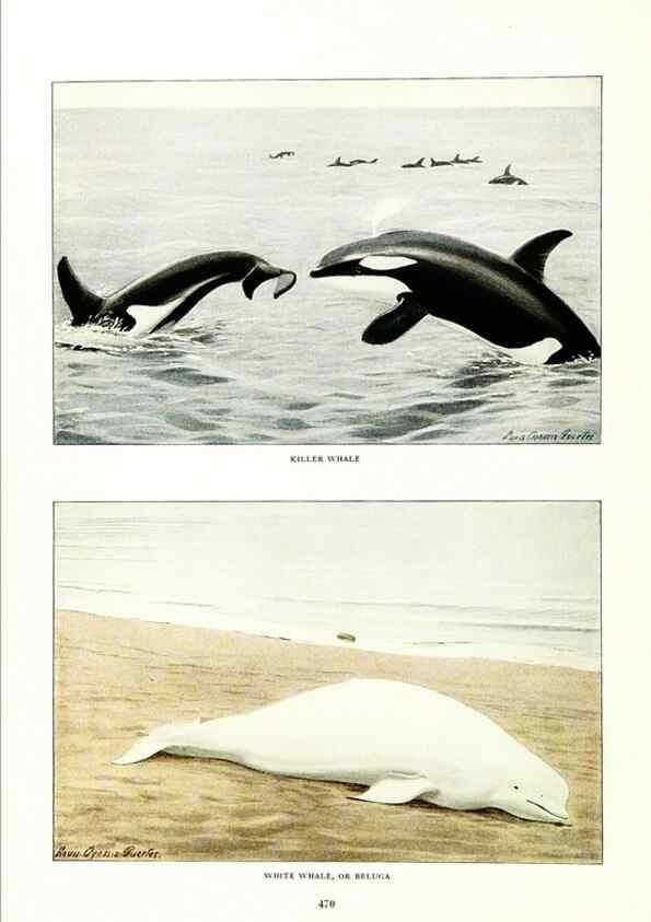 Reproducción/Reproduction 7017503913: The larger North American mammals.. Washington,National Geographic Society,1916.
