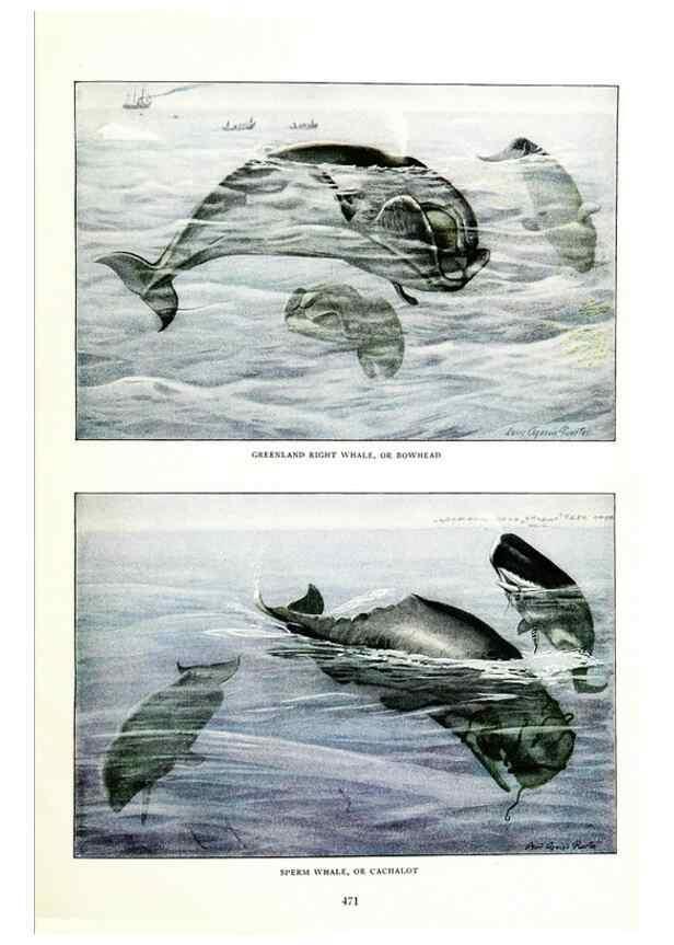 Reproducción/Reproduction 6871397410: The larger North American mammals.. Washington,National Geographic Society,1916.