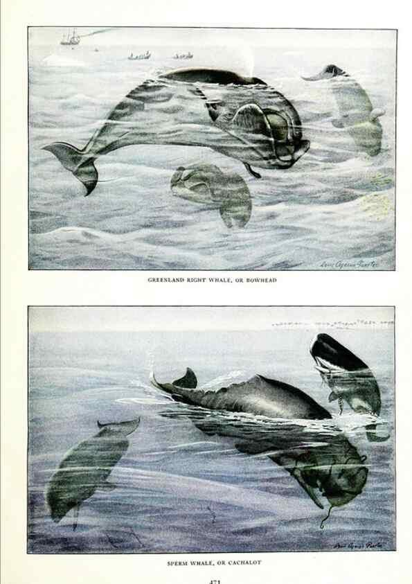 Reproducción/Reproduction 6871397410: The larger North American mammals.. Washington,National Geographic Society,1916.