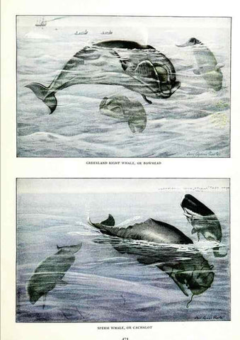 Reproducción/Reproduction 6871397410: The larger North American mammals.. Washington,National Geographic Society,1916.