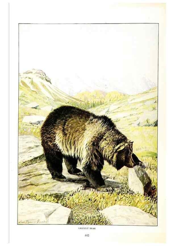 Reproducción/Reproduction 7017493491: The larger North American mammals.. Washington,National Geographic Society,1916.