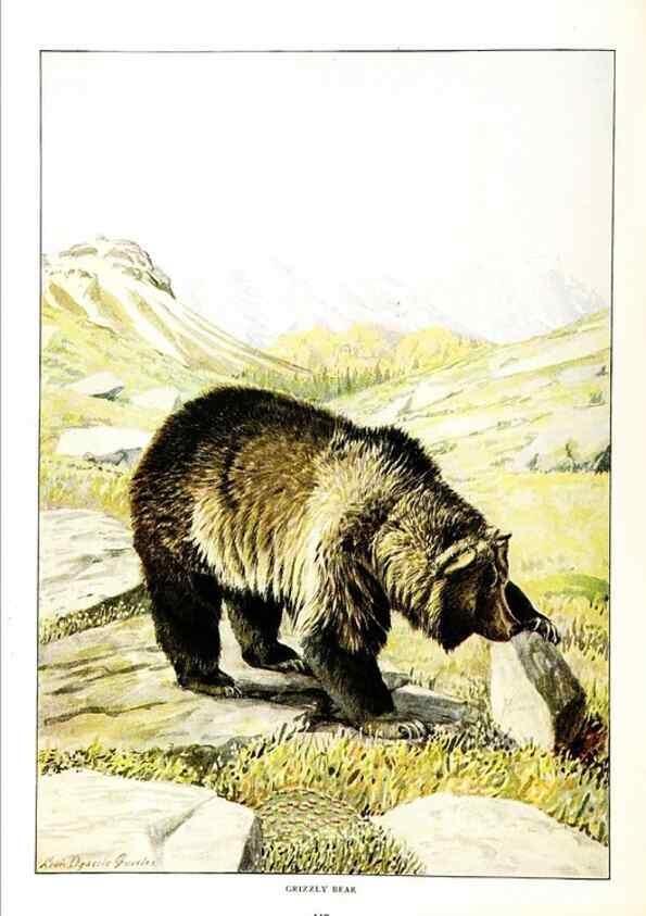 Reproducción/Reproduction 7017493491: The larger North American mammals.. Washington,National Geographic Society,1916.
