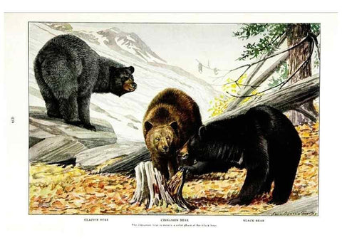 Reproducción/Reproduction 7017492739: The larger North American mammals.. Washington,National Geographic Society,1916.
