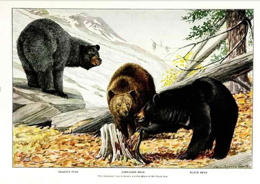 Reproducción/Reproduction 7017492739: The larger North American mammals.. Washington,National Geographic Society,1916.