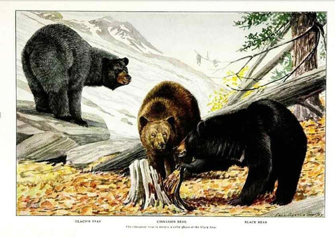 Reproducción/Reproduction 7017492739: The larger North American mammals.. Washington,National Geographic Society,1916.