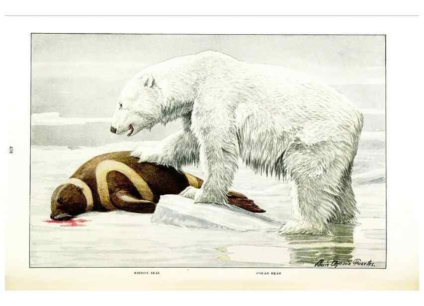 Reproducción/Reproduction 6871385232: The larger North American mammals.. Washington,National Geographic Society,1916.