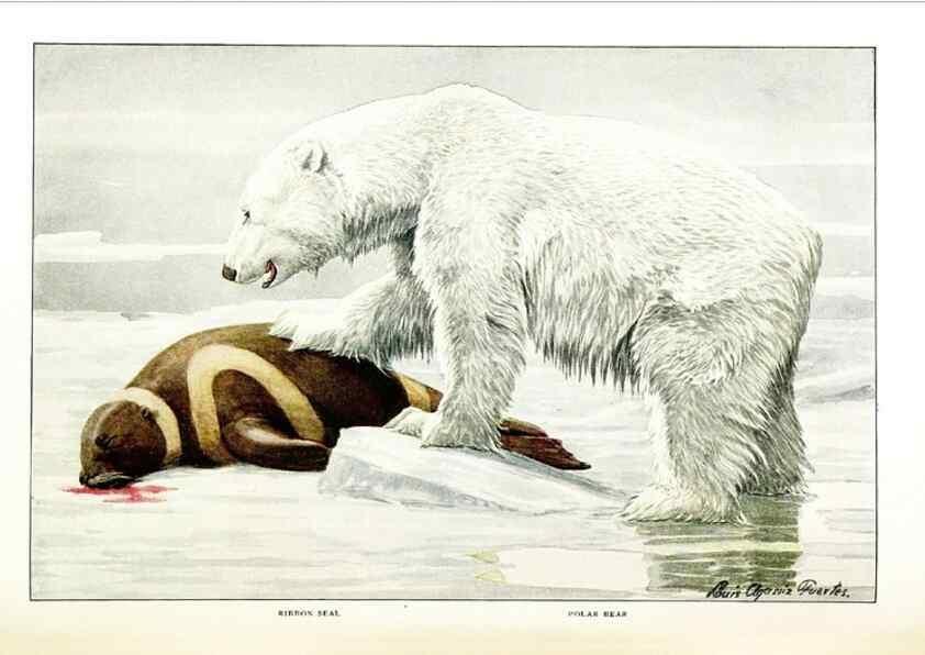 Reproducción/Reproduction 6871385232: The larger North American mammals.. Washington,National Geographic Society,1916.