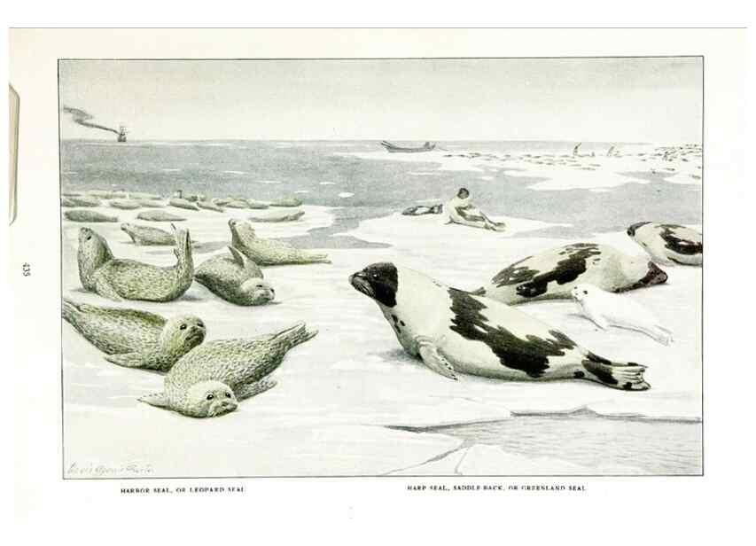 Reproducción/Reproduction 7017491275: The larger North American mammals.. Washington,National Geographic Society,1916.